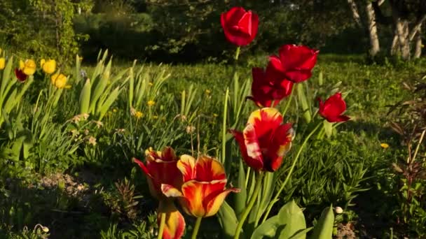 Rote Tulpen bewegen sich vom Wind, 4k Video — Stockvideo