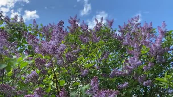 Бузковий в саду рухається з вітру, 4k відео — стокове відео