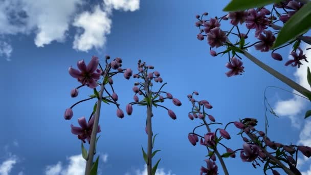 Vídeo de um lupine roxo, close-up vista de baixo 4k — Vídeo de Stock