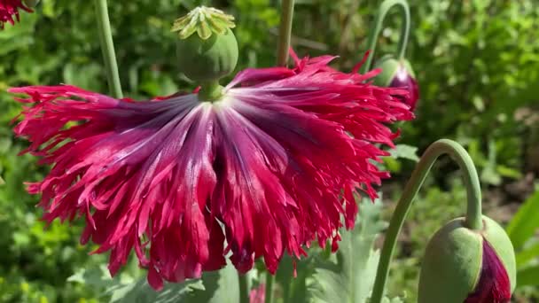 Primer plano de monard rojo en el jardín video 4k — Vídeos de Stock