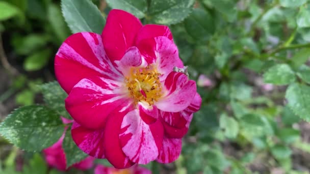 Close-up de uma flor de rosa mosqueta movendo-se ao vento, vídeo 4K — Vídeo de Stock