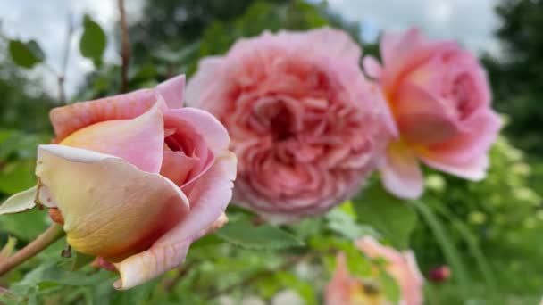 Primer plano de una rosa rosa con fondo borroso, vídeo 4K — Vídeo de stock