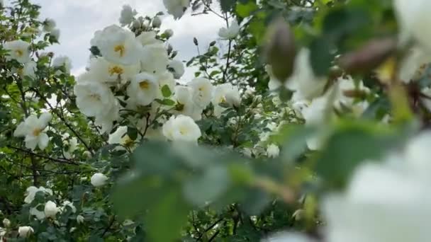 Blanco rosas silvestres en el jardín, alejarse del viento, 4k video — Vídeo de stock