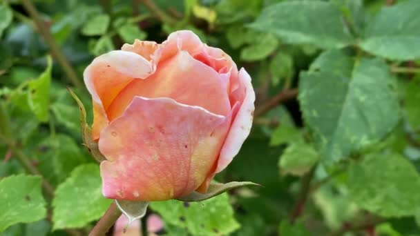 Primer plano de una rosa rosa con fondo borroso, vídeo 4K — Vídeo de stock