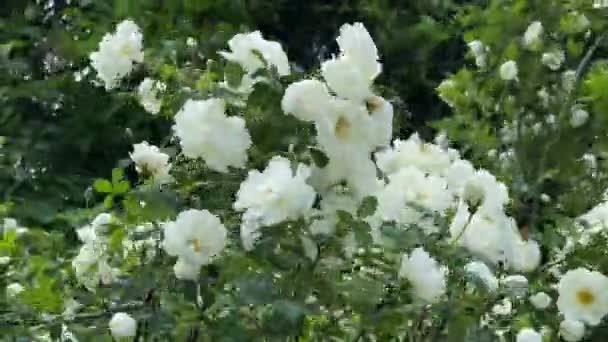 Witte wilde rozen in de tuin, weg van de wind, 4k video — Stockvideo