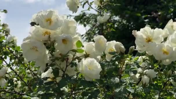 Vita vilda rosor i trädgården, flytta från vinden, 4k video närbild — Stockvideo