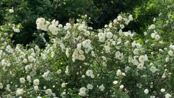 Witte wilde rozen in de tuin, weg van de wind, 4k video — Stockvideo