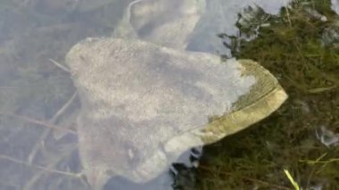 Plastik suya atılmış, yakın plan, video 4K.