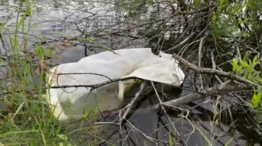 Suda bir plastik torba var, doğa kirliliği videosu 4K, yakın çekim. 