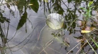 Plastik şişe suda yüzüyor, 4k video, su kirliliğine yakın çekim