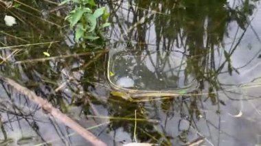 Plastik suya atılmış, yakın plan, video 4K.