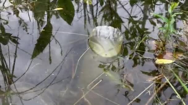 Пластиковая бутылка плавает в воде, 4k видео, крупным планом загрязнения воды — стоковое видео