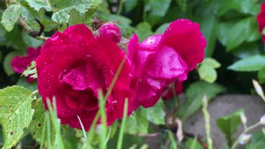 Bahçedeki kırmızı yabani güller, rüzgardan uzaklaş.