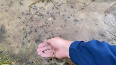 Bir adam eline küçük siyah bir sülük alır ve gider, video 4K yakın plan.
