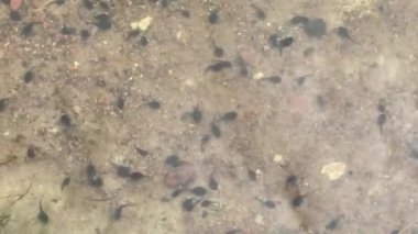 Küçük siyah sülükler suda yüzer, 4K video yakın çekim