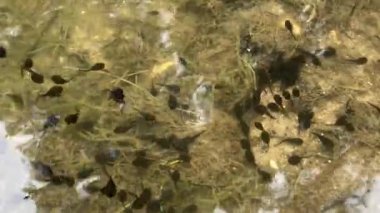 Bir kayaya yakın çekim