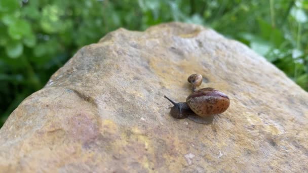 Slakken bewegen op steen, 4k close-up video — Stockvideo