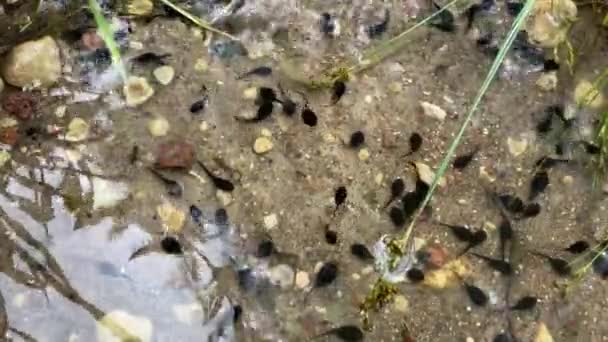 Pequeñas sanguijuelas negras nadan en el agua, 4K video primer plano — Vídeos de Stock