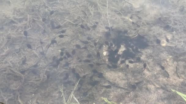 Pequeñas sanguijuelas negras nadan en el agua, 4K video primer plano — Vídeos de Stock