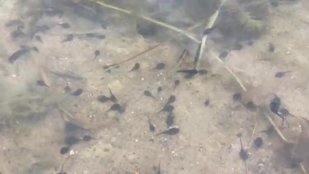 Pequeñas sanguijuelas negras nadan en el agua, 4K video primer plano — Vídeos de Stock