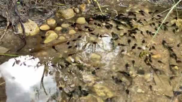 Pequeñas sanguijuelas negras nadan en el agua, 4K video primer plano — Vídeo de stock