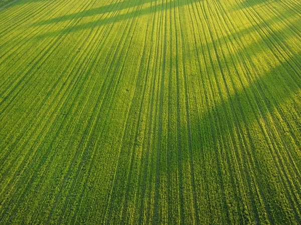 Aerial. Green grass texture background. Top view from drone. — Stock Photo, Image