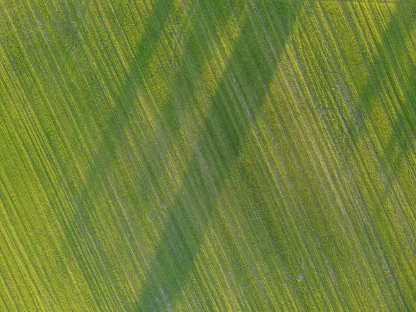 Letecký. Zelená tráva textury pozadí. Pohled shora z dronu. — Stock fotografie