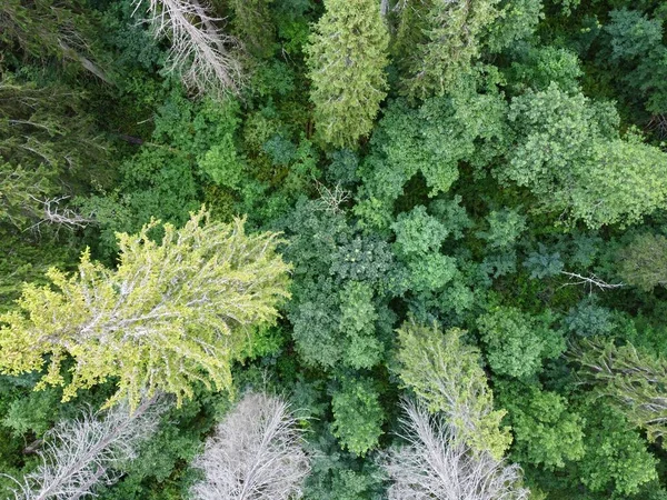 Gün boyunca yeşil yaz ormanı hava fotoğrafı — Stok fotoğraf