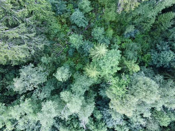 航拍期间的夏季绿林 — 图库照片