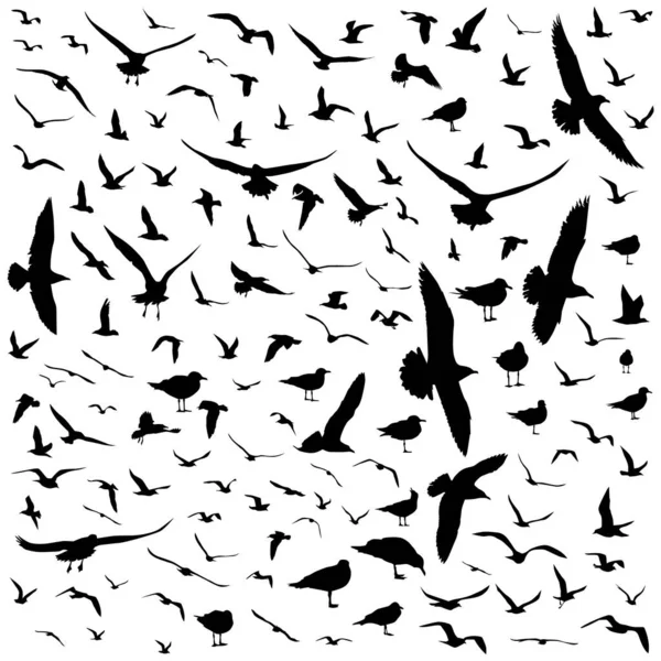 Sylwetki wektorowe ptaków na białym, izolowanym tle — Wektor stockowy