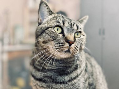 Sert ve tehditkar bakışlı gri bir kedi oturur 