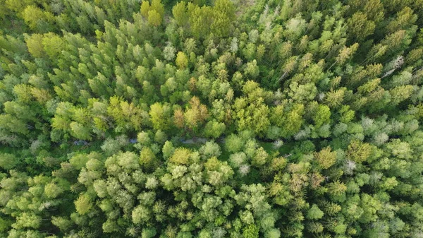 Pohled na zelený les shora, letecká fotografie — Stock fotografie