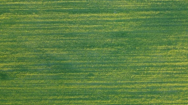Antenne. Grünes Gras Textur Hintergrund. Draufsicht von der Drohne. — Stockfoto