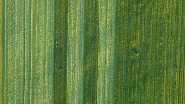 Légi. Zöld fű textúra háttér. Felülnézet drónról. — Stock Fotó