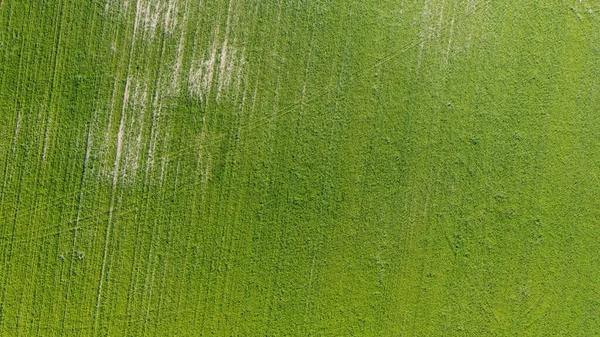 Letecký. Zelená tráva textury pozadí. Pohled shora z dronu. — Stock fotografie