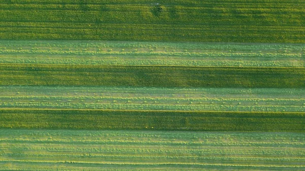Z powietrza. Zielona tekstura trawy tło. Widok z góry z drona. — Zdjęcie stockowe