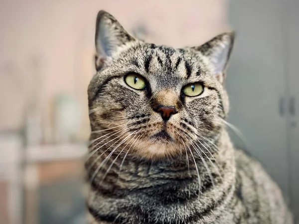 Een grijze kat met een harde, dreigende blik zit — Stockfoto