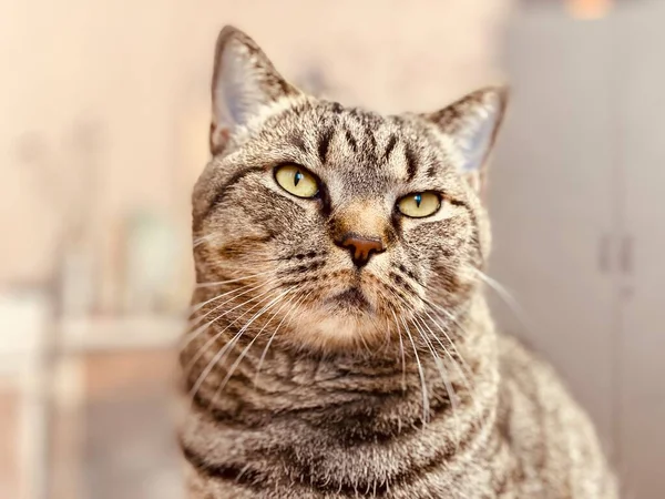 Een grijze kat met een harde, dreigende blik zit — Stockfoto