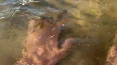 İnsan eli deniz tabanına dokunur, yakın plan birinci şahıs videosuna.