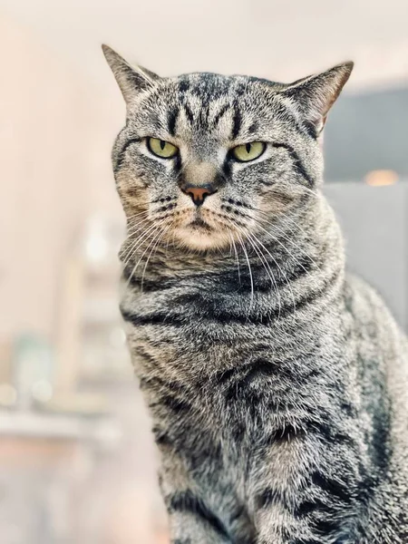 Серый кот с суровым, угрожающим взглядом сидит — стоковое фото