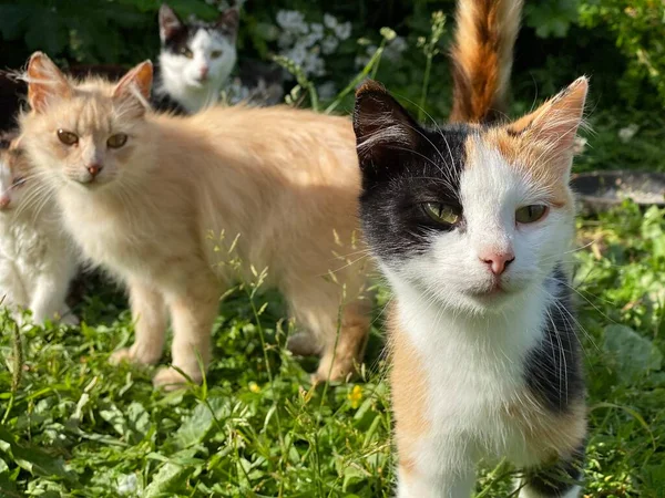 Ritratto di gatti domestici in giardino — Foto Stock