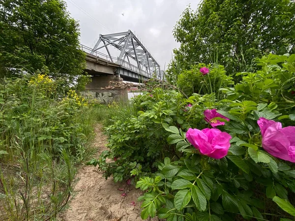 Un rosal contra un fondo de puente de armadura — Foto de Stock
