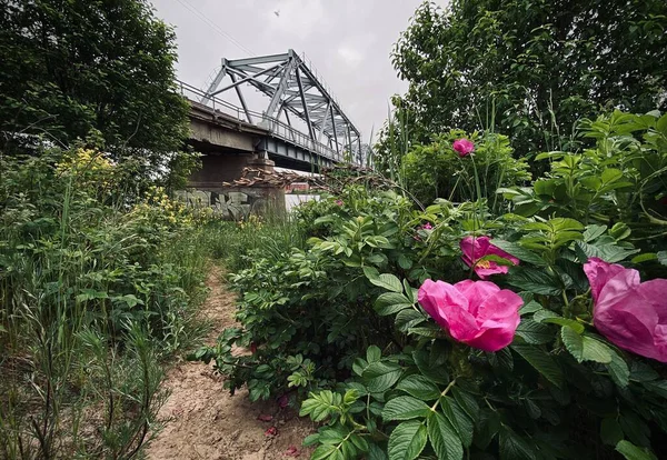 Un rosal contra un fondo de puente de armadura — Foto de Stock