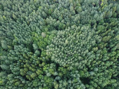 Yukarıdan orman manzarası, çam ağaçları doğa arka planı.