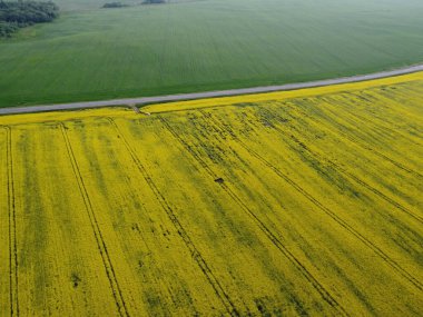 Hava manzaralı kolza tohumu filizleniyor. Yukarıdan sarı alanlar.