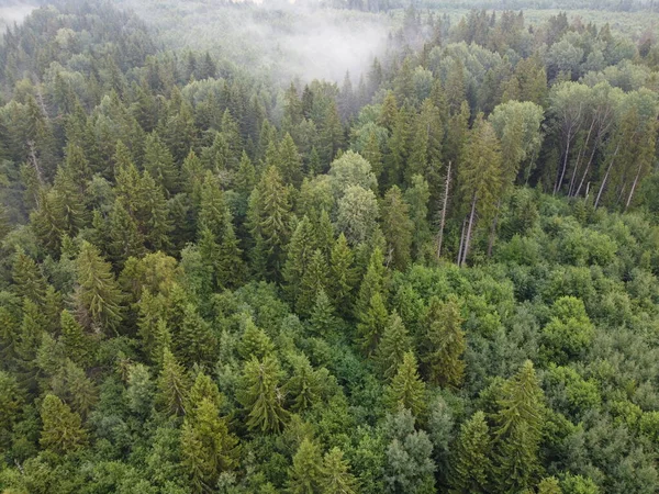 Vista superior de un bosque verde en llamas, foto aérea — Foto de Stock