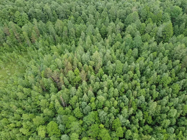 Vy över den gröna skogen uppifrån, flygfoto — Stockfoto