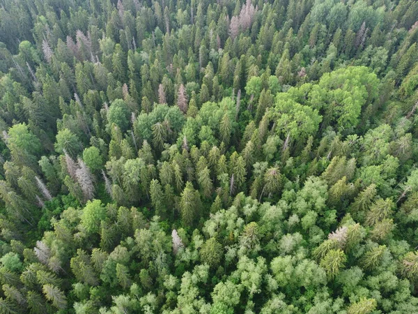 上から見た緑の森空中写真 — ストック写真