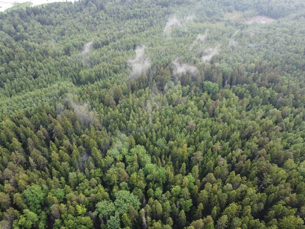 Widok na zielony las z góry, zdjęcia lotnicze — Zdjęcie stockowe