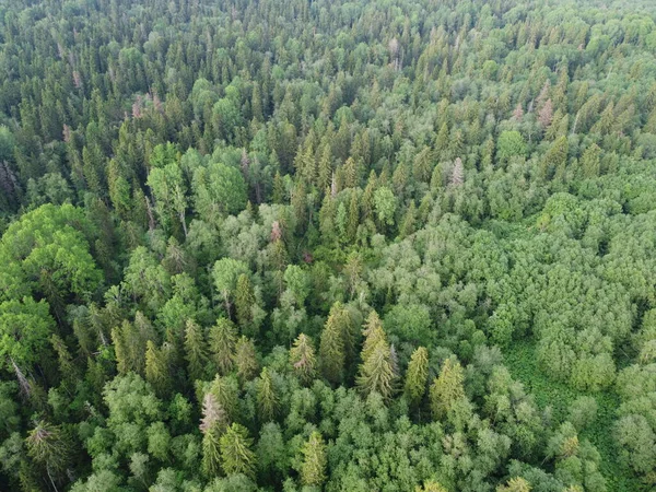 Vy över den gröna skogen uppifrån, flygfoto — Stockfoto